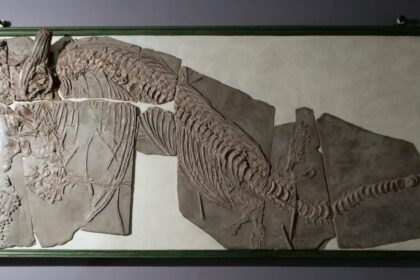 skamieniałości