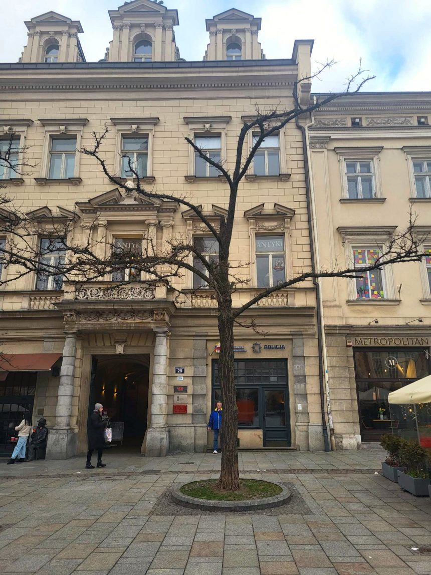 Robinia akacjowa na Rynku Głównym (fot. Krakow.pl)