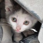 (fot. Facebook / KTOZ Krakowskie Towarzystwo Opieki nad Zwierzętami)